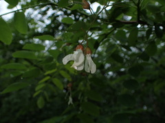 Robinia pseudoacacia