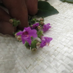 Mirabilis violacea