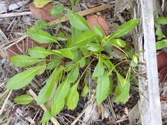 Solidago azorica