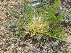 Oxytropis squammulosa