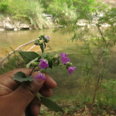 Mirabilis violacea