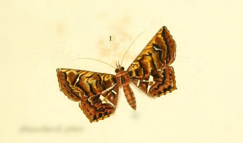 Yidalpta flavagalis