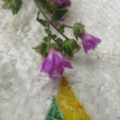 Mirabilis violacea