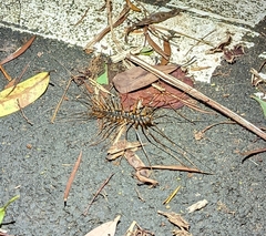 Thereuopoda clunifera