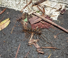 Thereuopoda clunifera