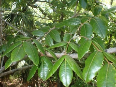Zanthoxylum flavum