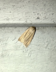 Mythimna oxygala