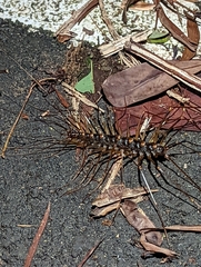 Thereuopoda clunifera