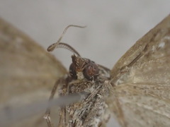 Dichromodes aristadelpha