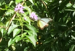 Appias lyncida vasava