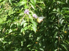 Appias lyncida vasava