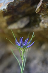 Phyteuma hedraianthifolium