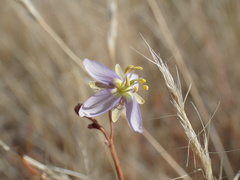 Heliophila minima