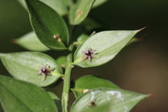 Ruscus aculeatus