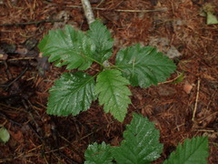 Scandosorbus intermedia