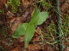Epipactis helleborine
