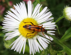 Stenurella septempunctata
