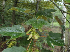 Acer pseudoplatanus