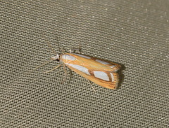 Catoptria permutatellus
