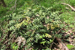 Ruscus aculeatus