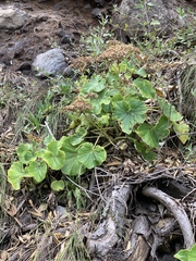 Pericallis malvifolia