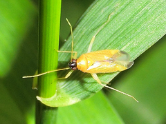 Phylus melanocephalus