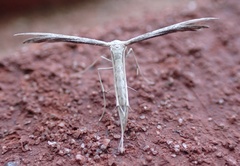 Pselnophorus