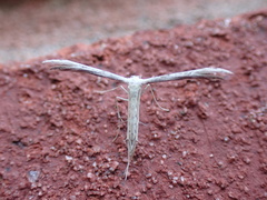 Pselnophorus