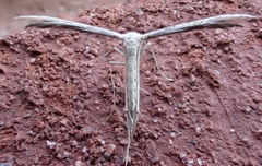 Pselnophorus