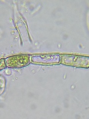 Rhizoclonium