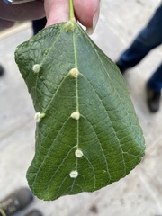 Phytoptus