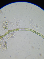 Rhizoclonium