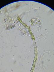 Rhizoclonium