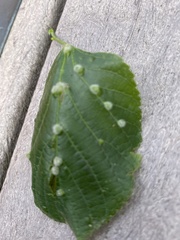Phytoptus