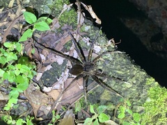 Dolomedes raptor