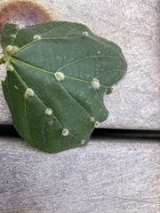 Phytoptus