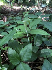 Arisaema penicillatum