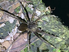 Dolomedes raptor