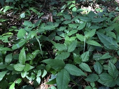 Arisaema penicillatum