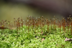 Brachytheciastrum velutinum