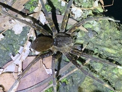 Dolomedes raptor