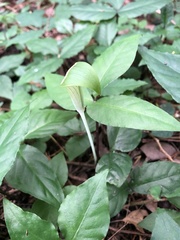 Arisaema penicillatum