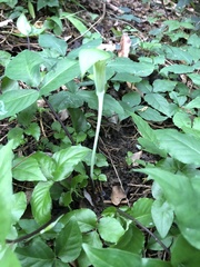 Arisaema penicillatum