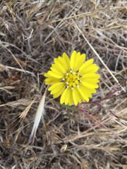 Hemizonia congesta lutescens