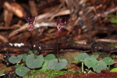 Corybas puniceus