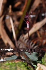 Corybas puniceus