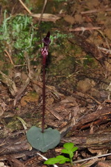 Corybas puniceus