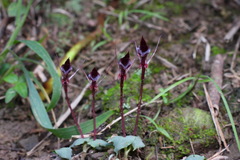 Corybas puniceus