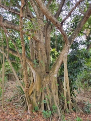 Ficus trigonata