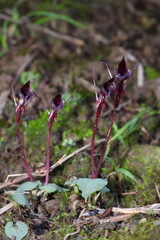 Corybas puniceus